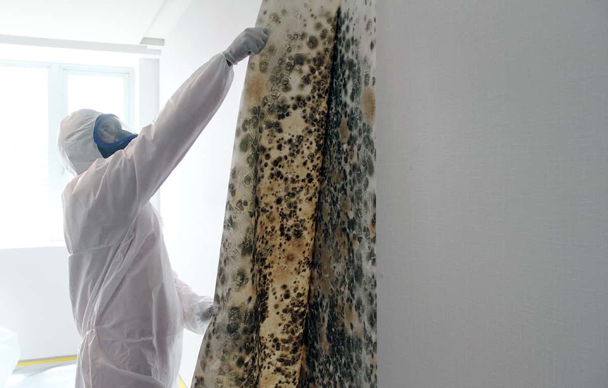 Hidden Mold, Hidden Danger: 11 Signs of Hidden Mold that may indicate the growth of hidden mold inside your home and You Should Look Out For